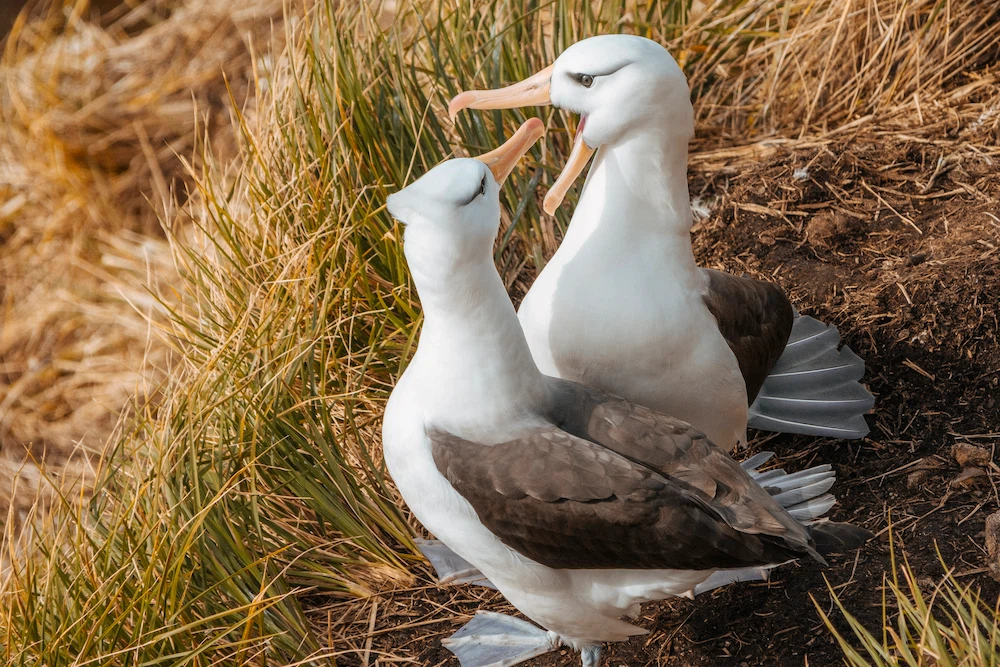 ALBATROSCEJANEGRA_TDF2