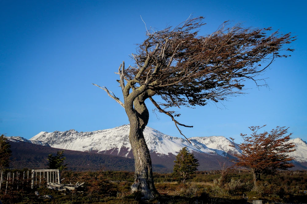 ARBOLPEINADOALVIENTO_TIERRADELFUEGO