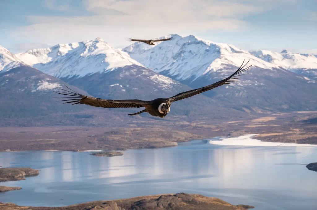 Condor Cerro Benítez