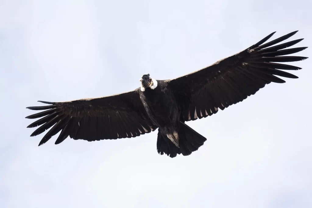 Mirador Condor & Laguna Azul