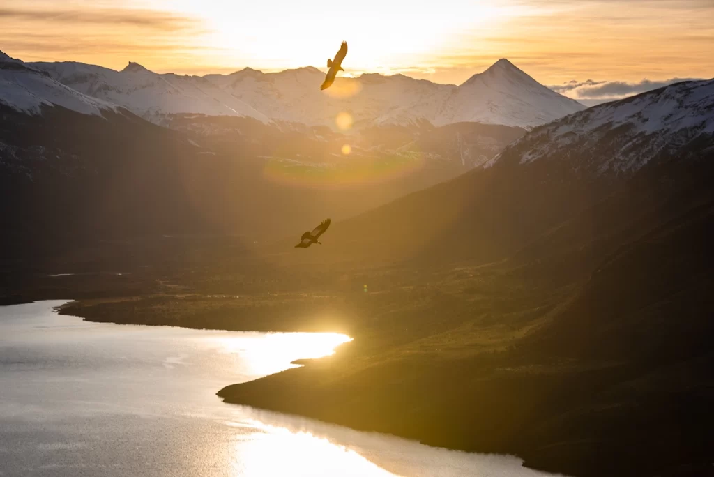 Condor Cerro Benítez