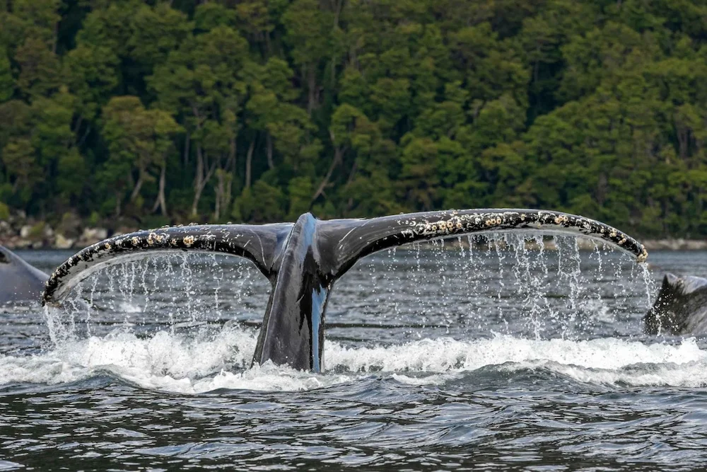punta-arenas-full-day-whales-penguins-and-glaciers-tour-5501120