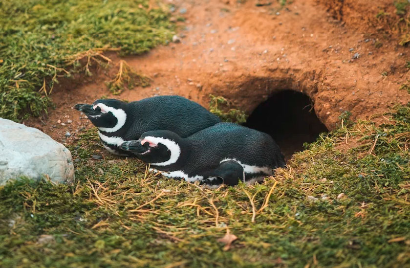 PINGUINODEMAGALLANES_v3