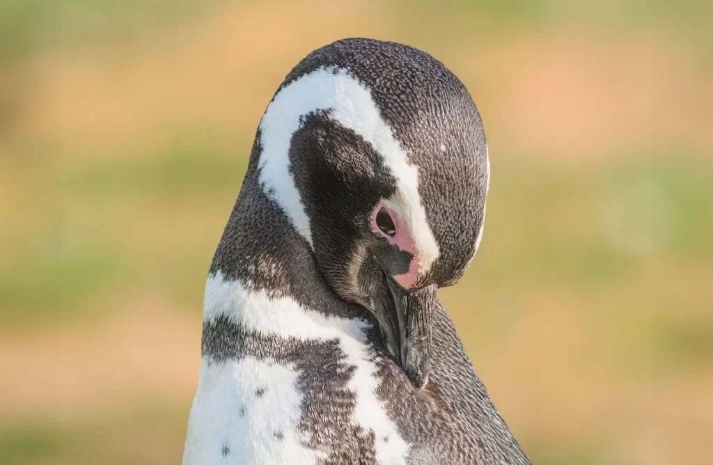 Pinguino-isla-magdalena