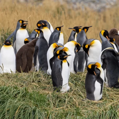 PinguinoRey_TierradelFuego_